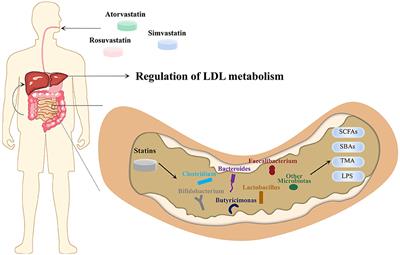 Targets of statins intervention in LDL-C metabolism: Gut microbiota